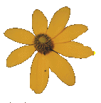 Blume